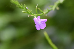 Duranteae