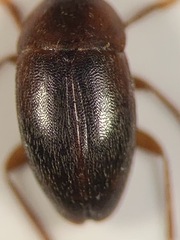 Nargus badius