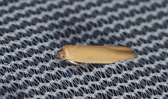 Holcocera immaculella