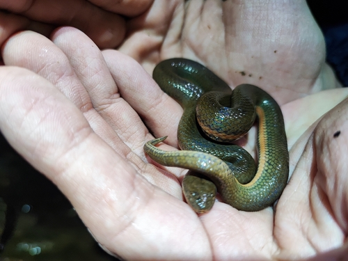 Myrrophis dakkrongensis