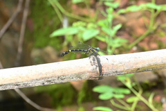 Lamelligomphus formosanus