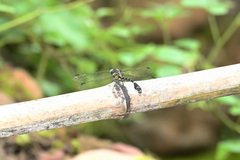 Lamelligomphus formosanus