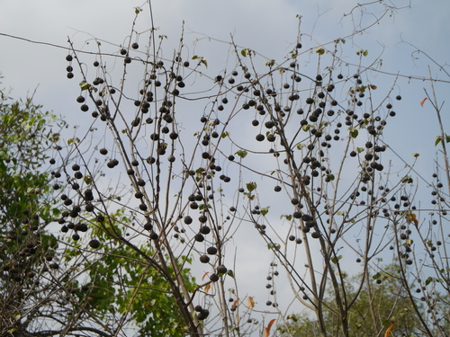 Thespesia populneoides (Thespesia populneoides)