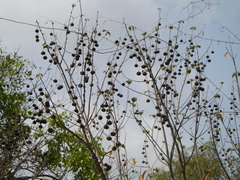 Thespesia populnea