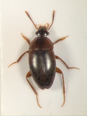 Nargus badius