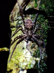Heteropodinae
