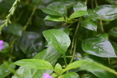 Duranteae