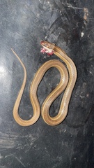 Thamnophis copei