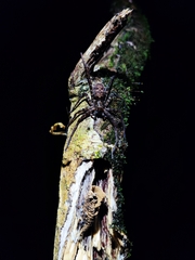 Heteropodinae