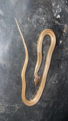 Thamnophis copei