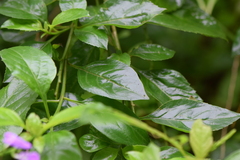 Duranteae