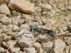 Chalybion bengalense