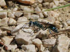 Chalybion bengalense