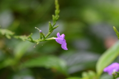 Duranteae