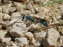 Chalybion bengalense