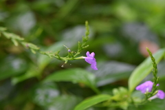 Duranteae