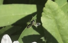 Hylaeus leptocephalus