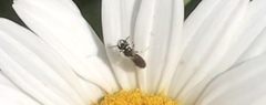 Hylaeus leptocephalus