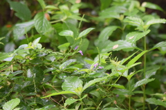 Duranteae