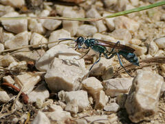 Chalybion bengalense