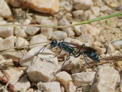 Chalybion bengalense