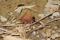 Callophrys augustinus iroides