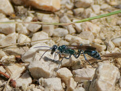 Chalybion bengalense