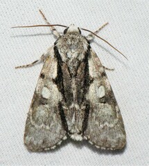 Acronicta funeralis