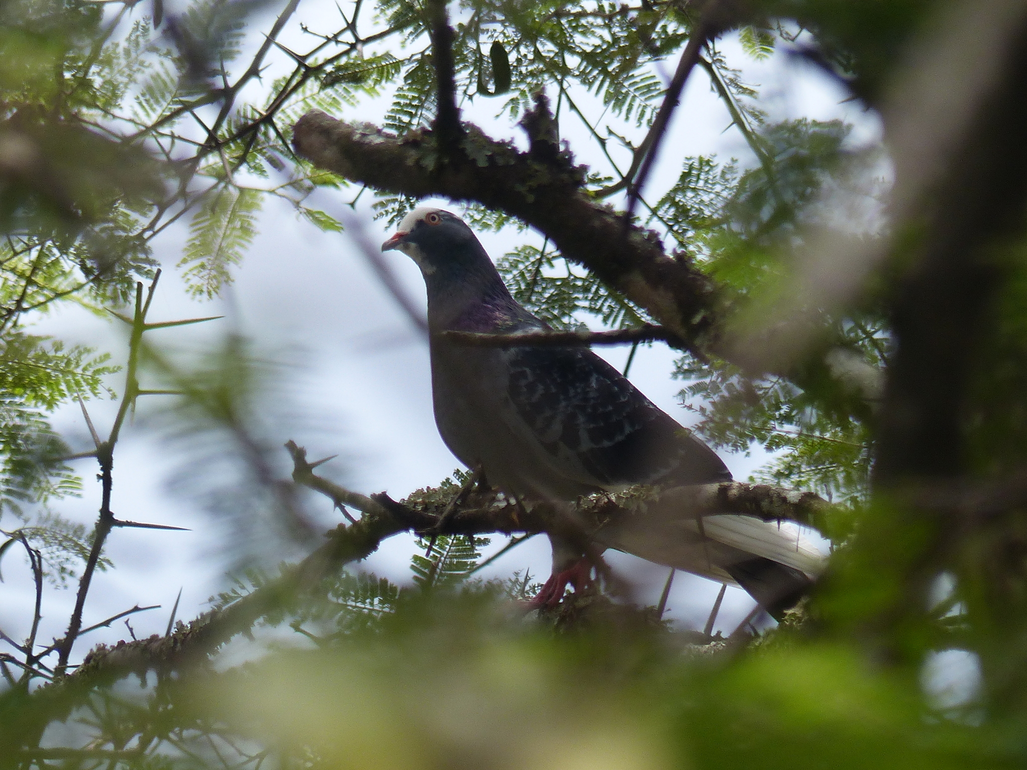 Columba livia image