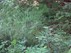 Cordulegaster erronea