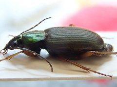 Chlaenius pensylvanicus