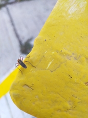 Stenomacra marginella