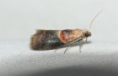 Acrobasis demotella