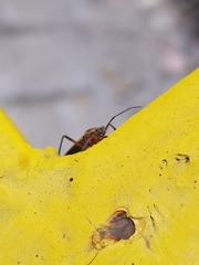 Stenomacra marginella