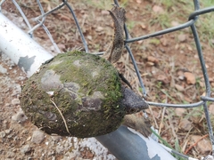 Kinosternon hirtipes murrayi