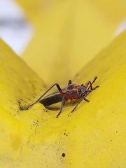 Stenomacra marginella