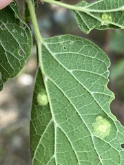 Pachypsylla celtidisasterisca