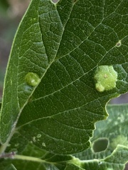 Pachypsylla celtidisasterisca