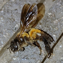 Apis dorsata