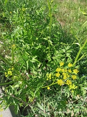 Pastinaca sativa