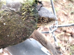 Kinosternon hirtipes murrayi