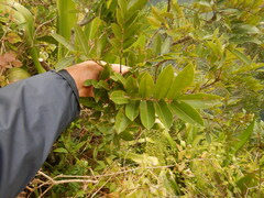 Zanthoxylum heterophyllum
