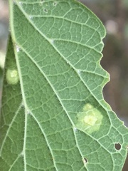 Pachypsylla celtidisasterisca