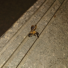 Apis dorsata