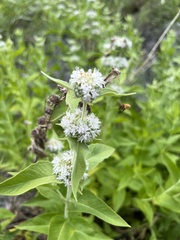 Pycnanthemum californicum