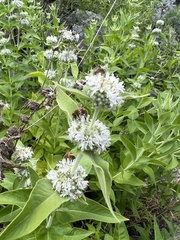 Pycnanthemum californicum