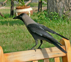Corvus splendens