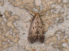 Neodactylota liguritrix