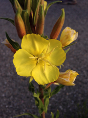 Oenothera villosa