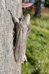 Cucullia chamomillae